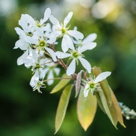 Amelanchier lamarkii multistemmed-Root Balled- 175-200cm image 0