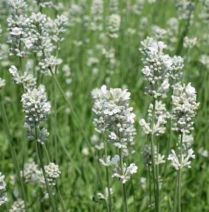 Lavandula 'Edelweiss'-1.5L pot image 0