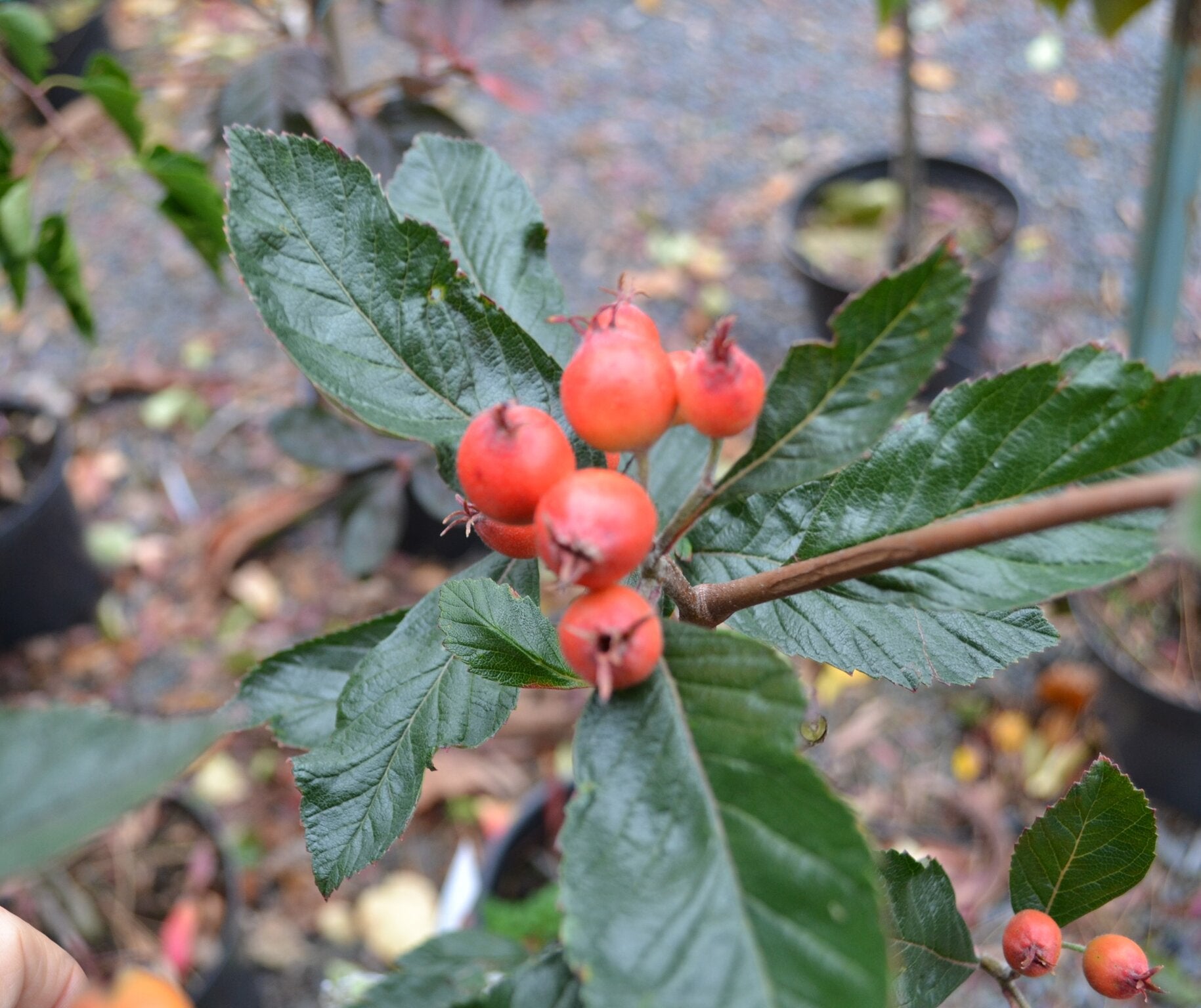Crataegus lavellii 'Carrieri'-10L pot image 0