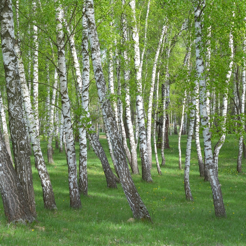 Betula pendula (Silver Birch) - Bareroot image 0