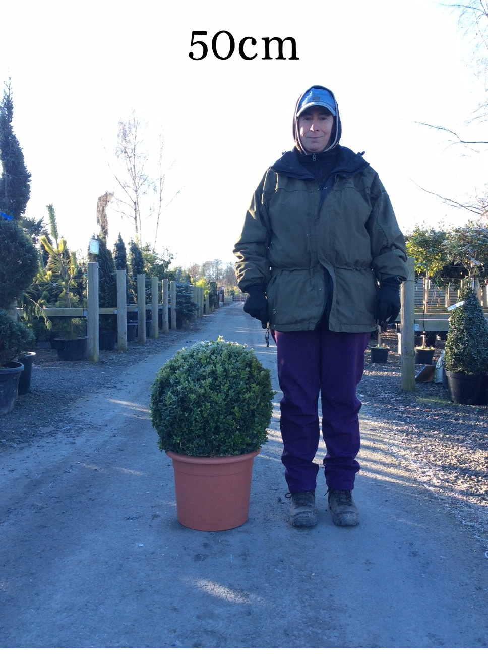 Buxus (Box) Ball image 3