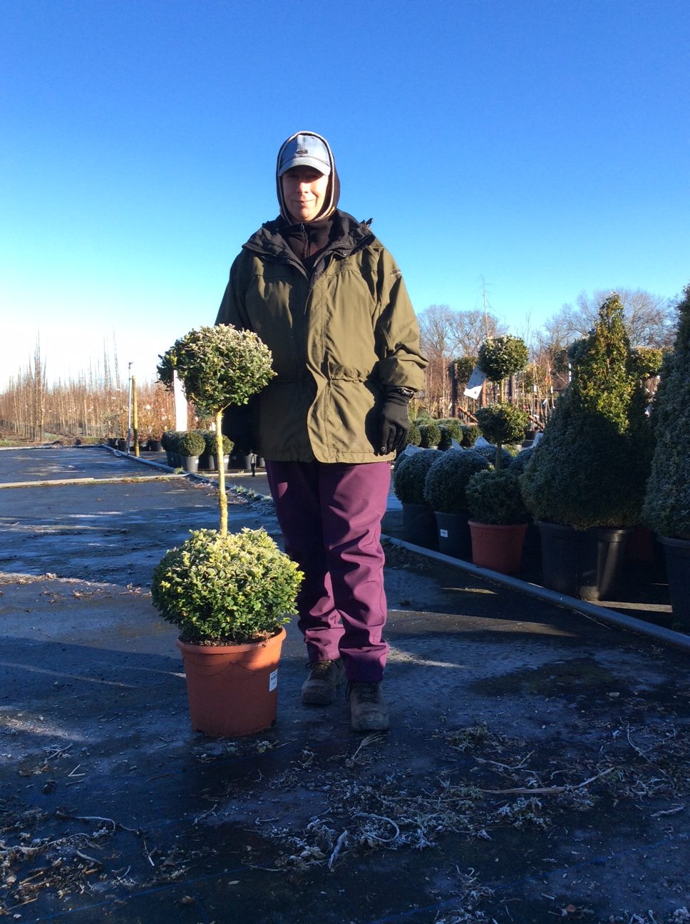 Buxus sempervirens (Box)- Duo Ball - 10L Pot image 1