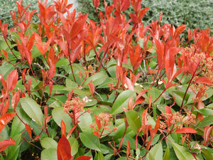 Photinia x fraseri 'Red Robin' - Cone - 175-200cm image 0