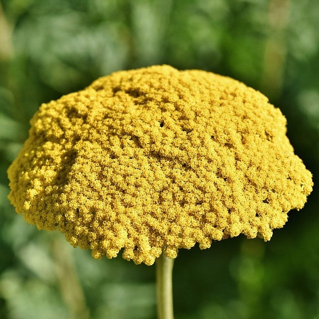 Achillea filipendulina 'Cloth of Gold' (Yarrow) -2L Pot image 0