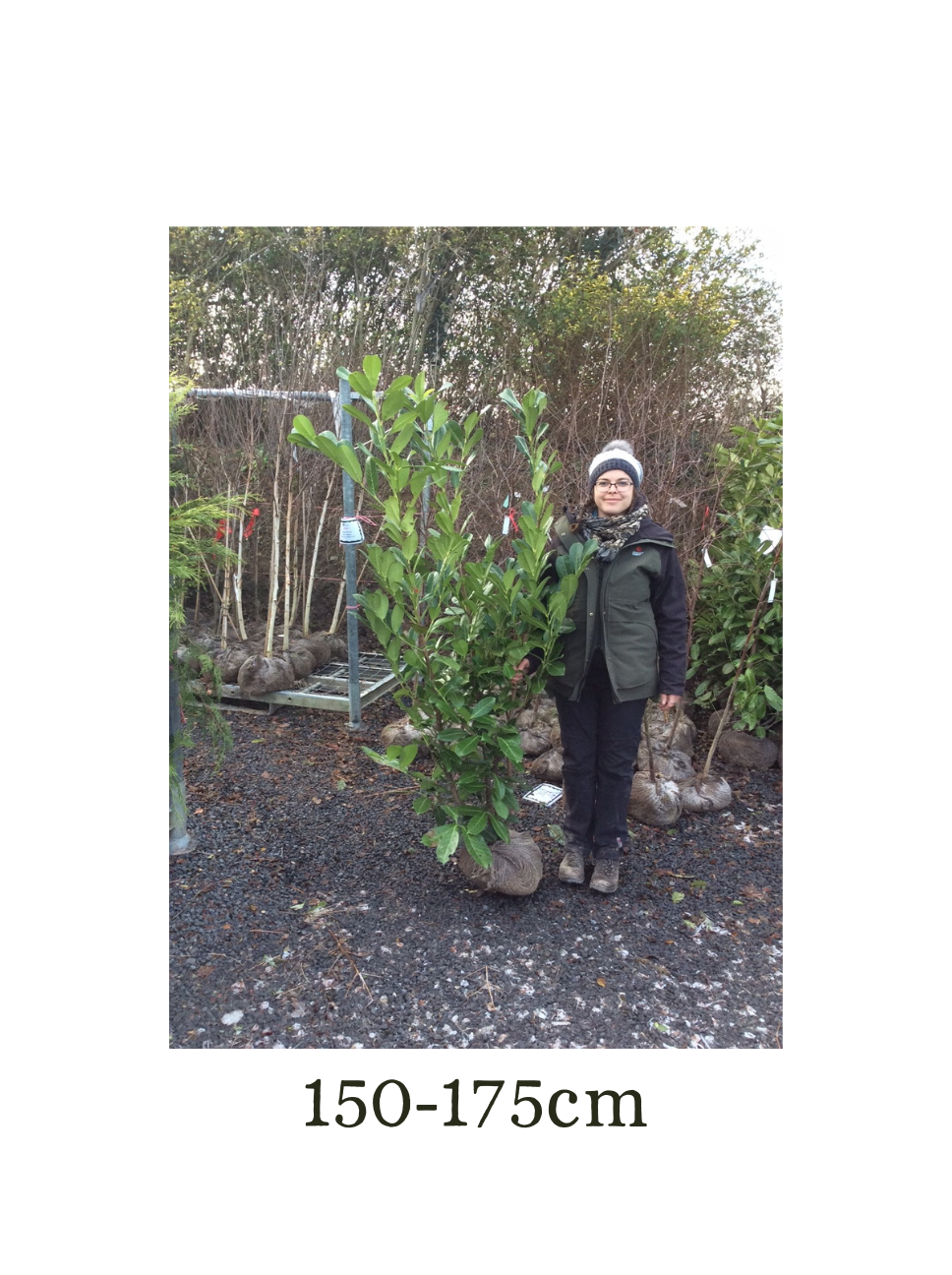 Prunus laurocerasus (Common Laurel) - Rootballed image 3