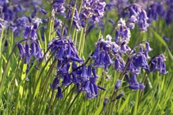 Hyacinthoides non - scripta - Bluebell image 0