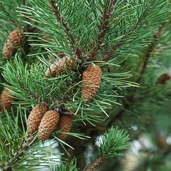 Pinus contorta (Lodgepole Pine) - Bareroot - 30-45cm image 0