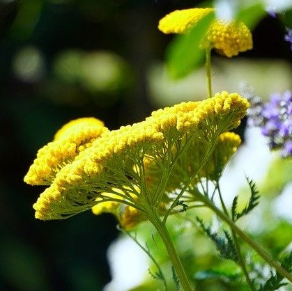 Achillea 'Terracotta' - 2L - Pot image 0