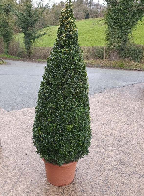 Buxus sempervirens (Box) - Cone image 0