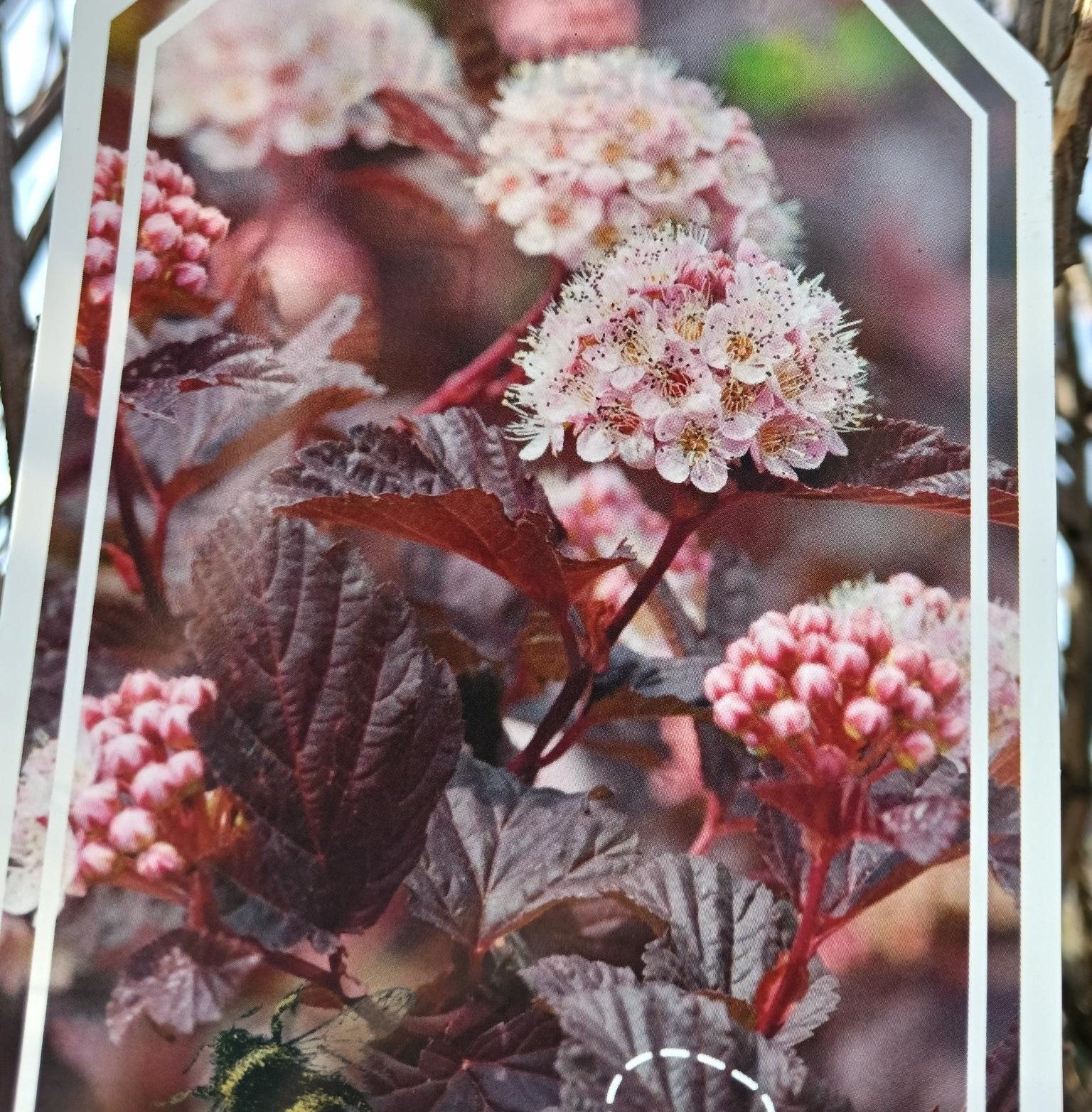 Physocarpus opulifolius 'Red Baron' -10L pot image 0