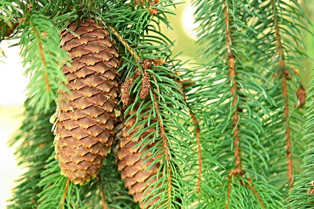 Picea abies (Norway Spruce) -Root balled- 150-175cm image 0