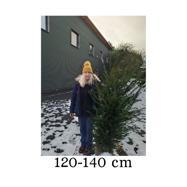 Taxus baccata (Yew) - Rootballed image 5