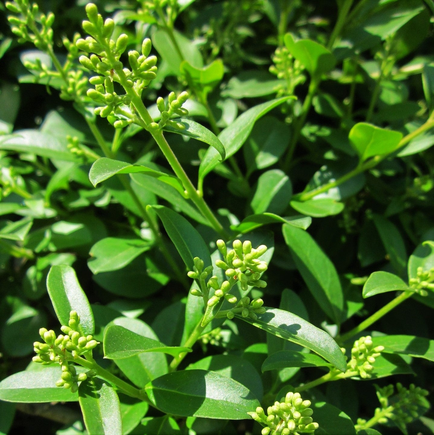 Ligustrum vulgare - 2L - Pot image 0