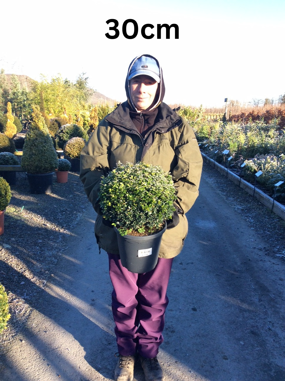 Buxus (Box) Ball image 1