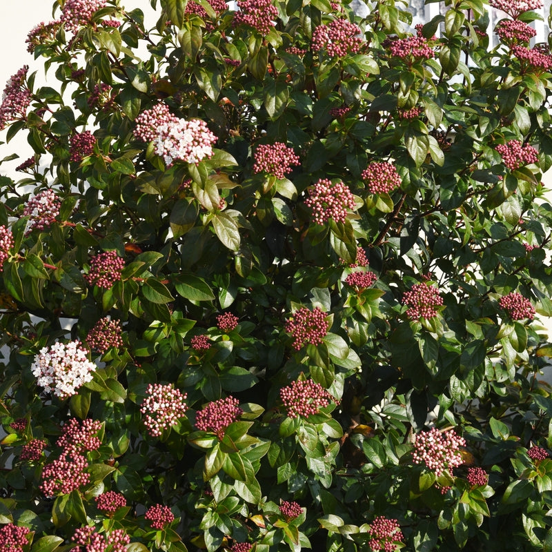 Viburnum tinus -Potted image 0