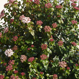 Viburnum tinus -Potted image 0
