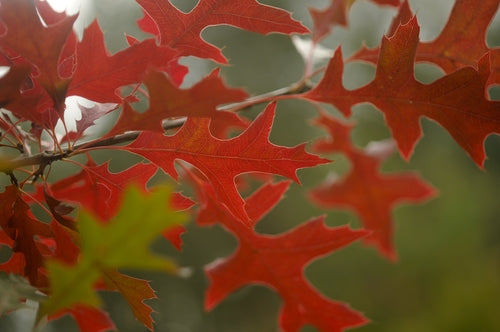 Quercus palustris (Pin Oak)-10L pot image 0