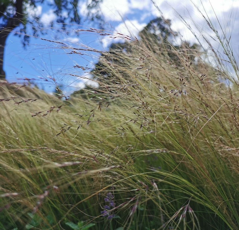Stipa tenuissima (Mexican Feather Grass) - 2L Pot image 0