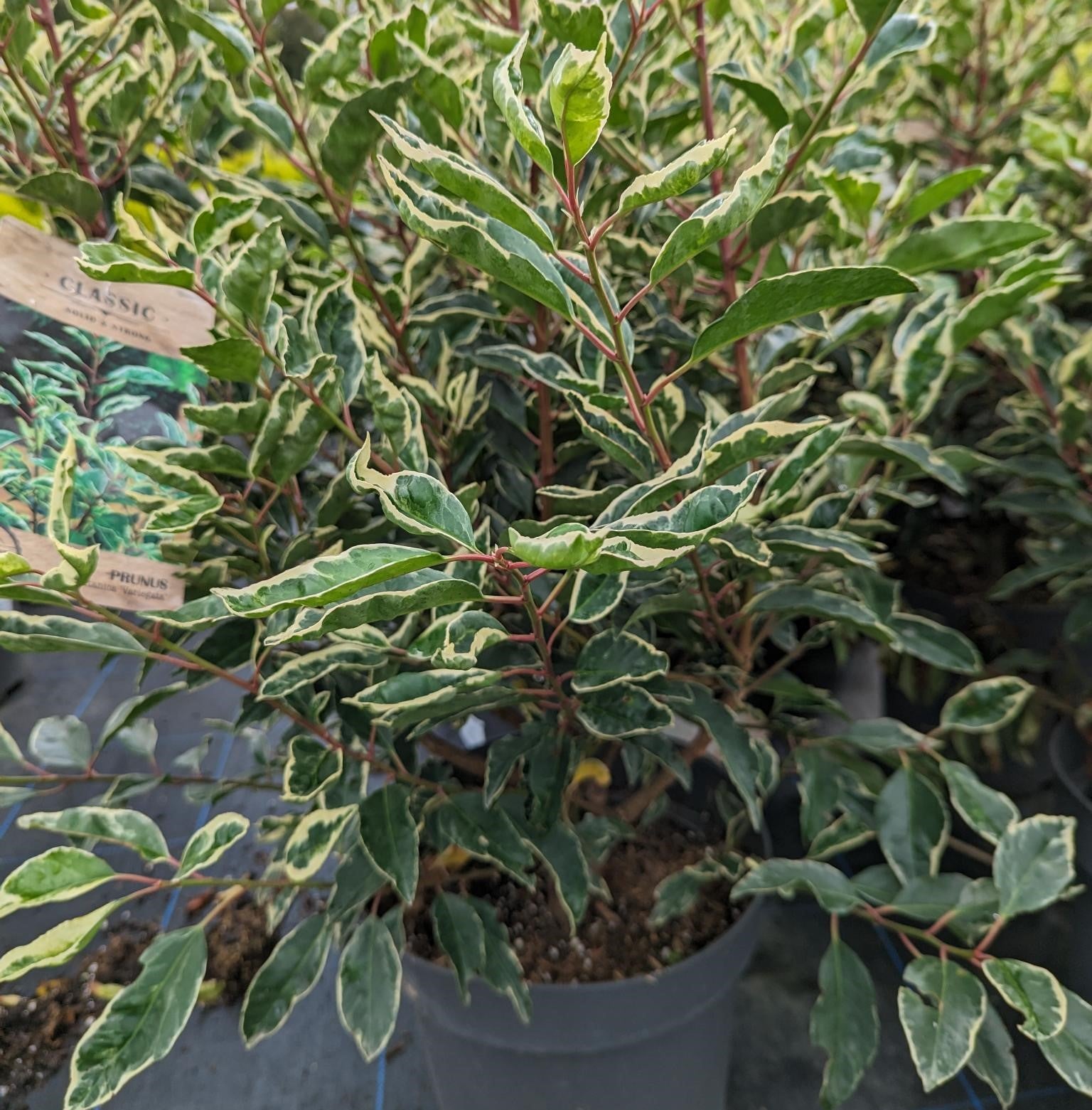 Prunus lusitanica 'Variegata' (Variegated Portugese Laurel)-15L pot image 0