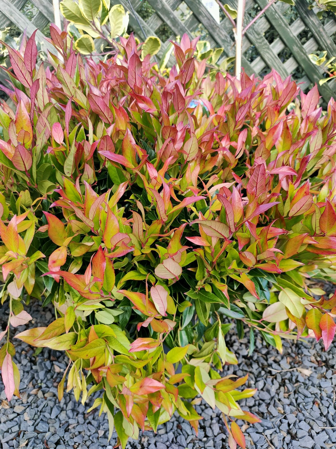 Leucothae fontanesiana 'Zeblid'-12L pot image 0