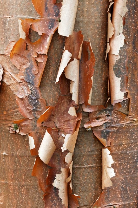 Acer griseum (Paperbark Maple) -10L pot image 0