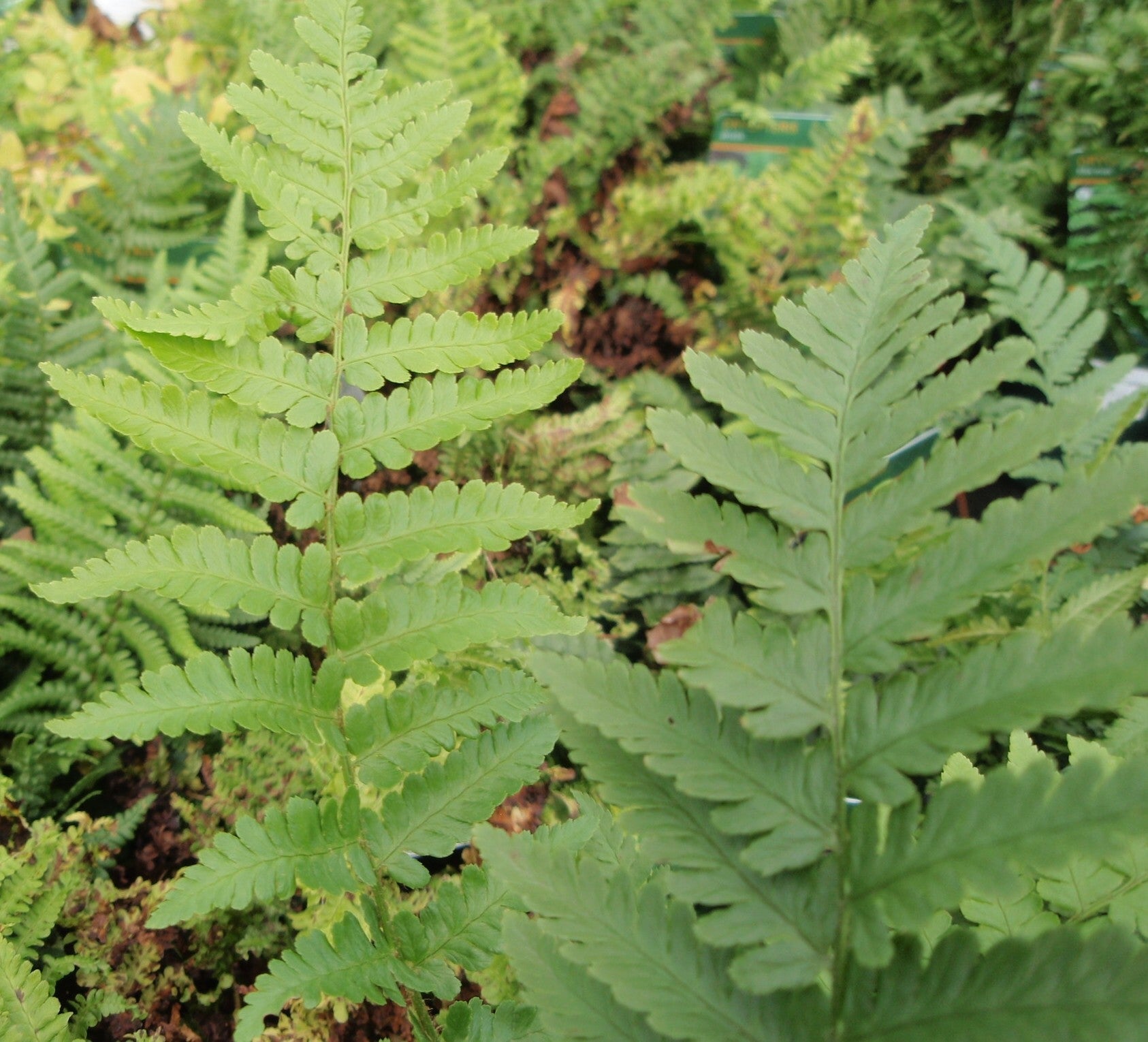 Dryopteris filix mas Male Fern image 0