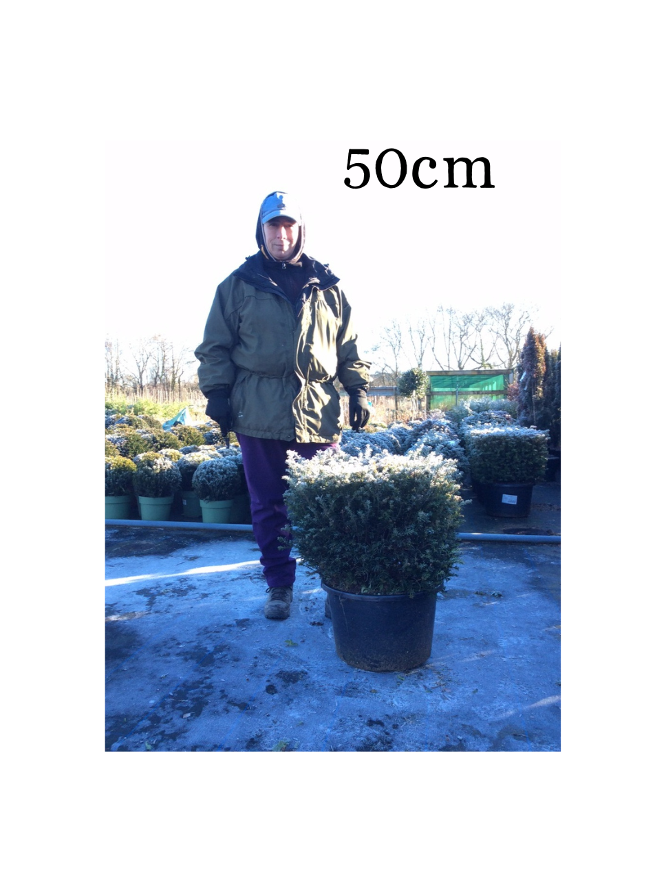 Taxus baccata (Yew)  - Cube Topiary image 1