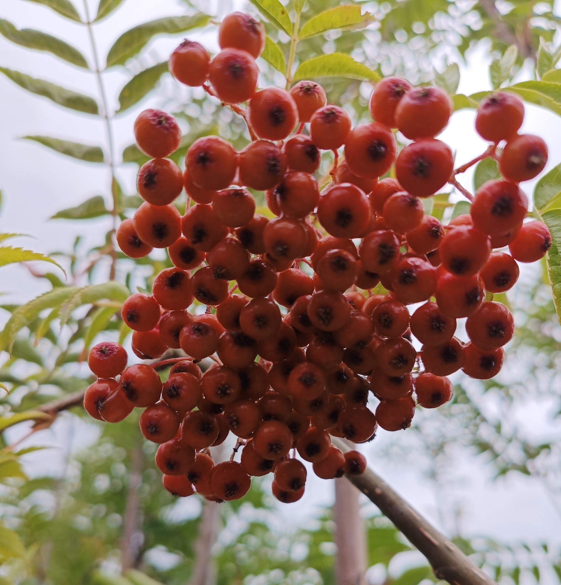 Sorbus aucuparia 'Sheerwater Seedling'- 10L pot -120-150cm image 0
