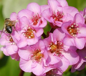 Bergenia cordifolia (Heart leaf Bergenia)-2L pot image 0