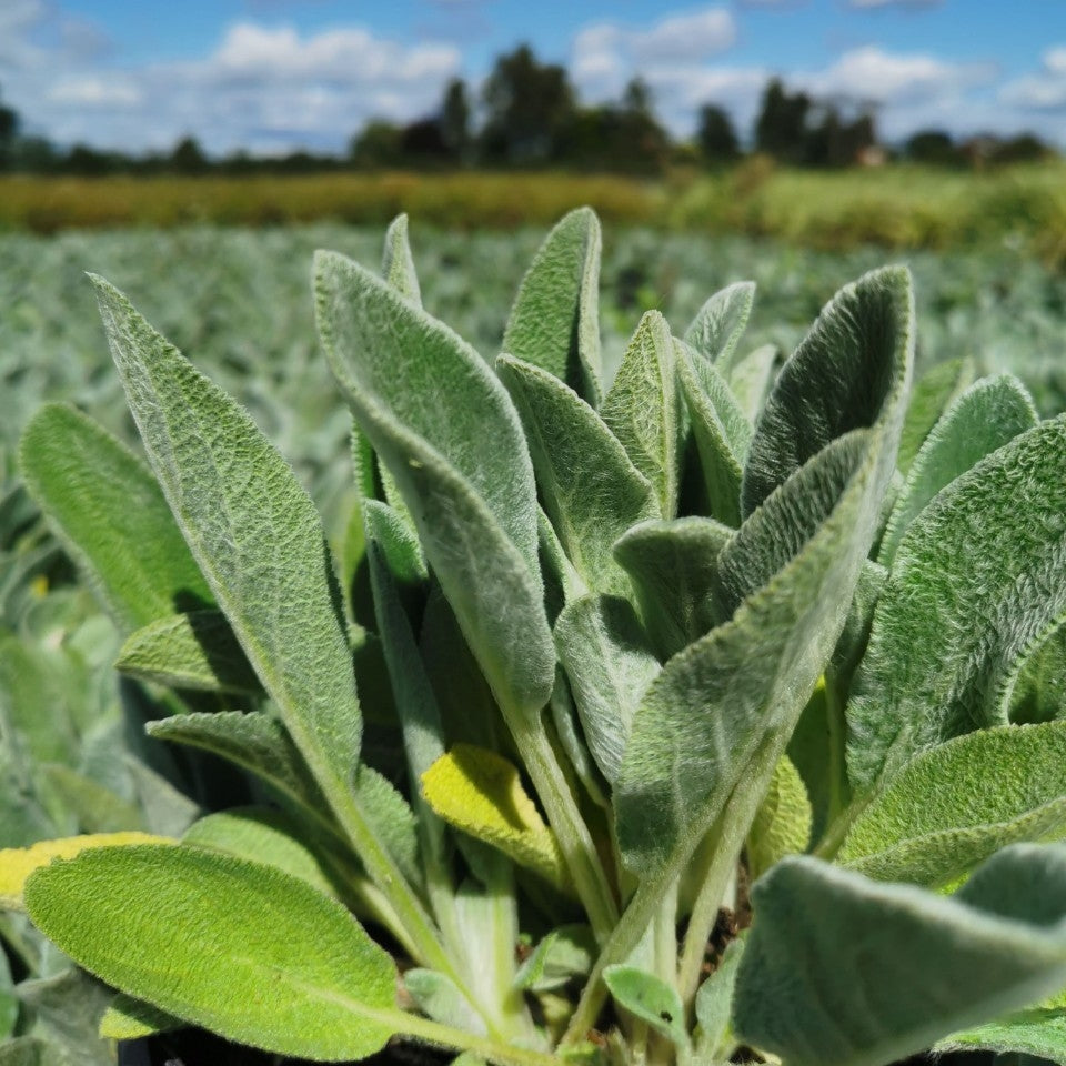 Stachys byzantina - 2L Pot image 0