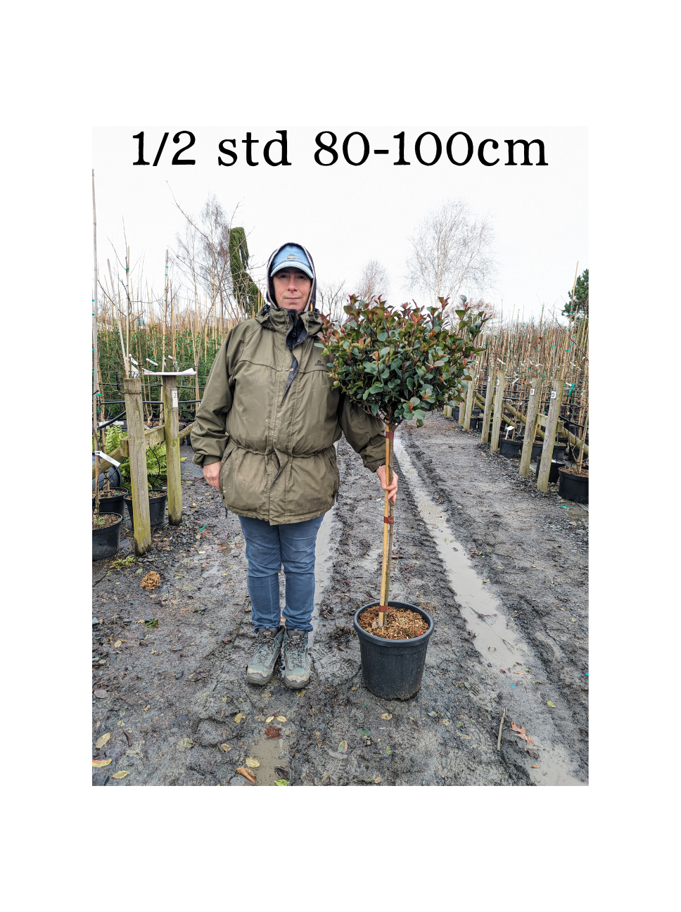 Photinia x fraseri 'Little Red Robin' - 1/2 std -80-100 cm Clear Stem image 1
