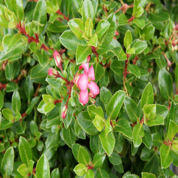 Escallonia rubra 'Macrantha' - Potted image 0