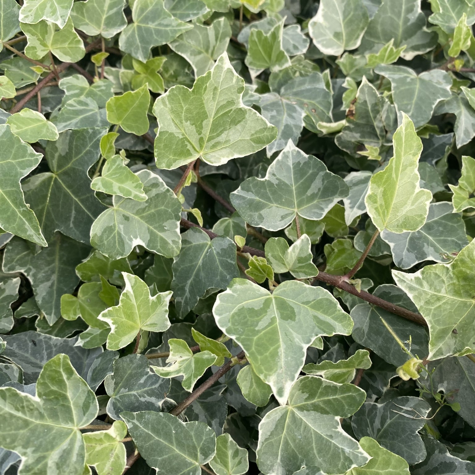 Hedera helix 'Glacier' - 2L Pot image 0