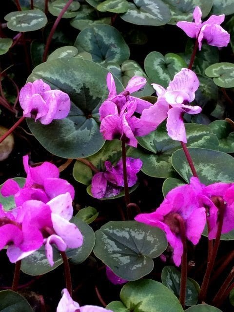 Cyclamen coum image 0