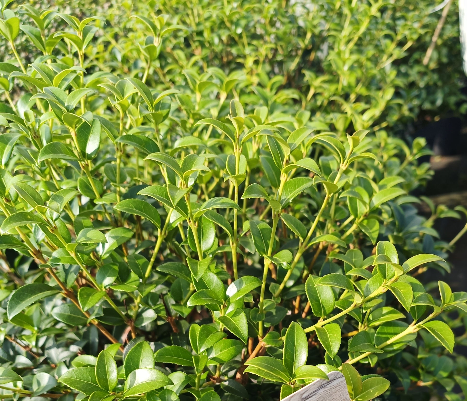 Osmanthus burkwoodii - Ball image 1