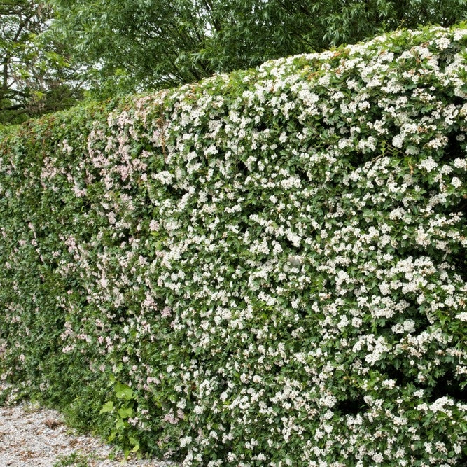 Crataegus monogyna (Hawthorn/Quickthorn) - Bareroot image 0