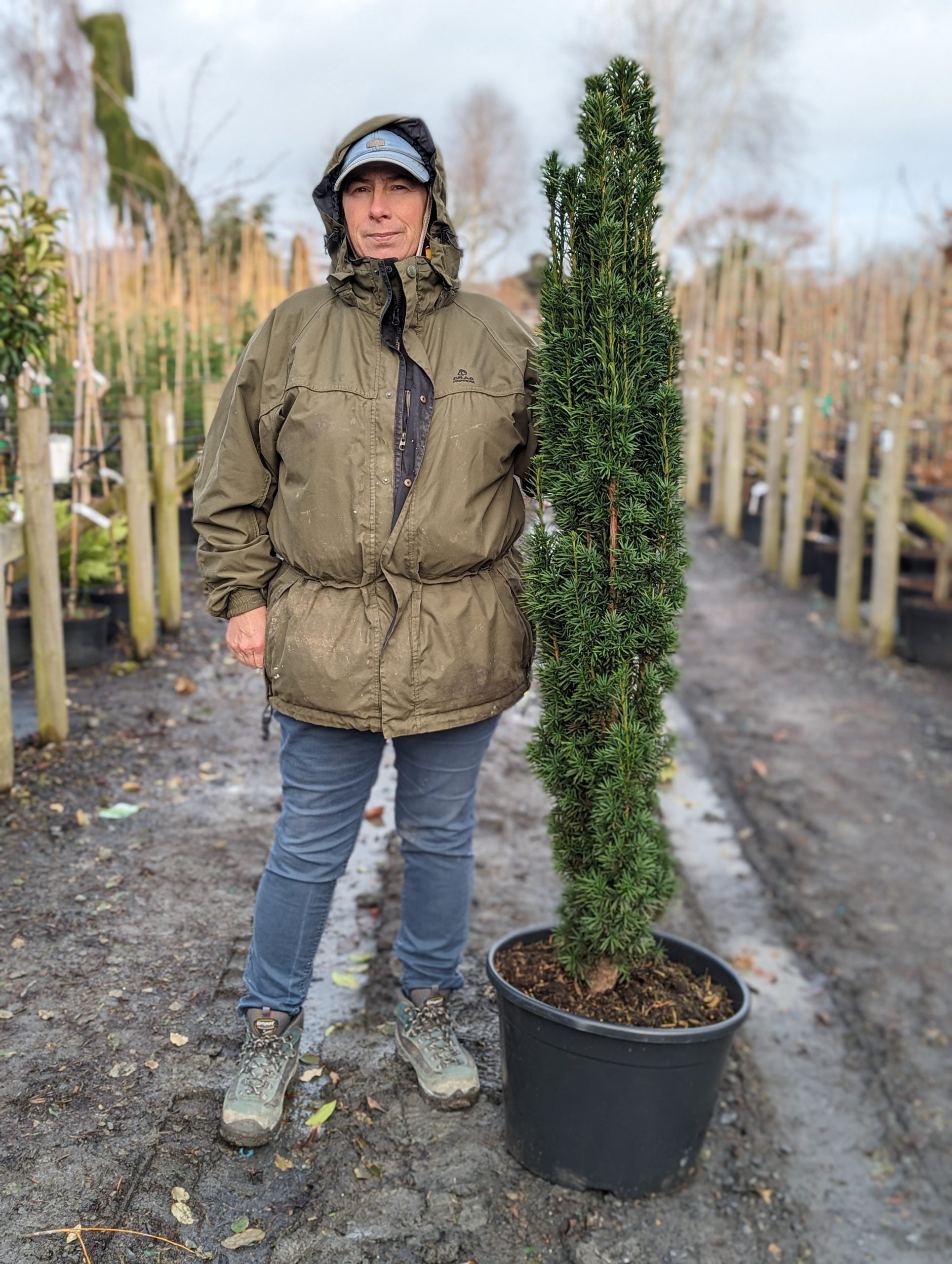 Taxus baccata 'Fastigiata Robusta' (Robust Irish Yew) -Potted image 2