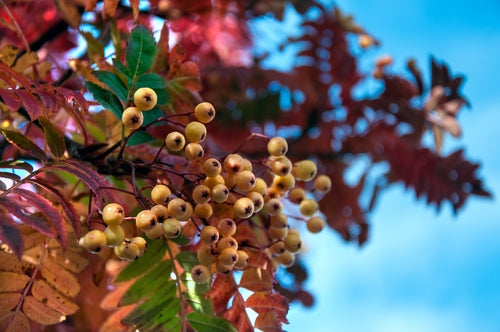 Sorbus 'Joseph Rock' 10L pot image 0