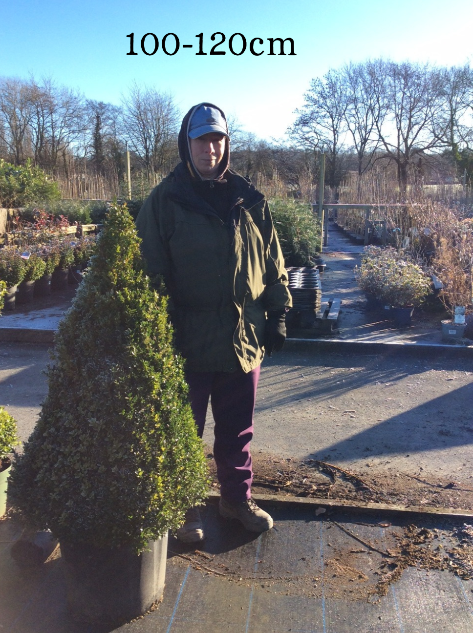 Buxus sempervirens (Box) - Cone image 3
