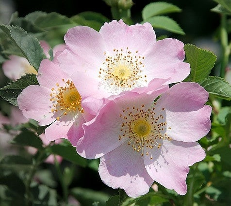 Rosa canina (Dog Rose) - 2L pot image 0