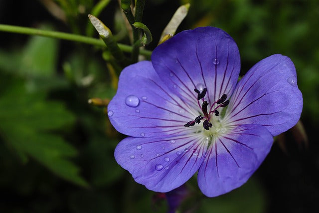 Geranium 'Rozanne' -2L pot image 0