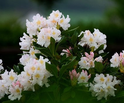 Rhododendron 'Baden Baden' dwarf variety- 5L pot image 0
