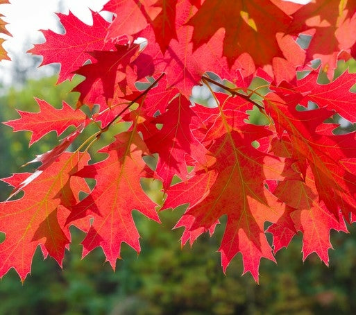 Quercus rubra (Red Oak) -10L pot image 0