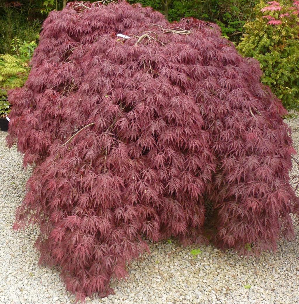 Acer palmatum 'Garnet' (Japanese Maple) - Potted