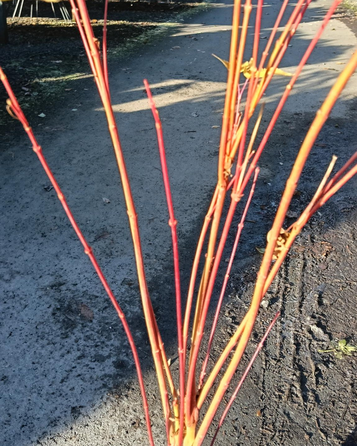 Acer palmatum 'Sangokaku' 10L | Coral Bark Maple