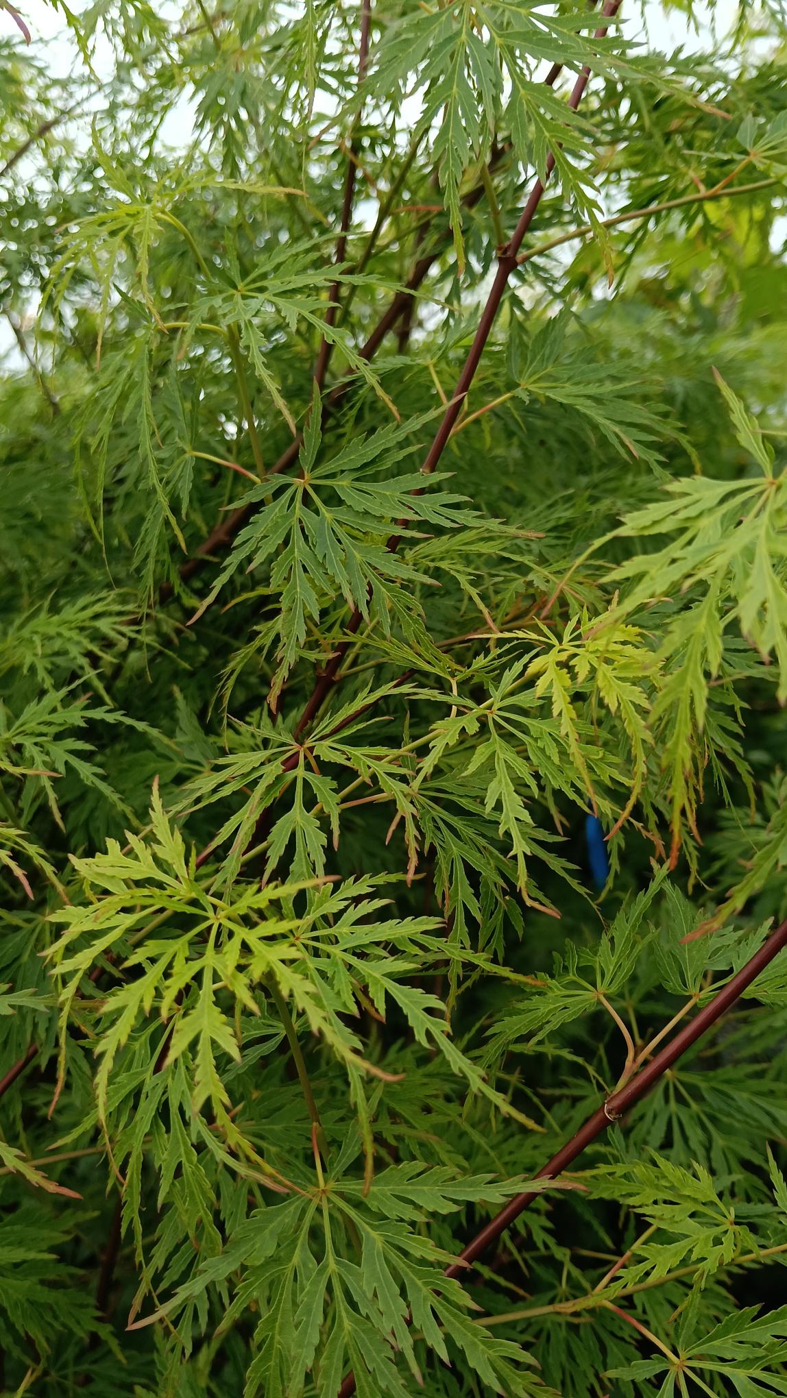 Acer 'Seiryu' - 10L Potted