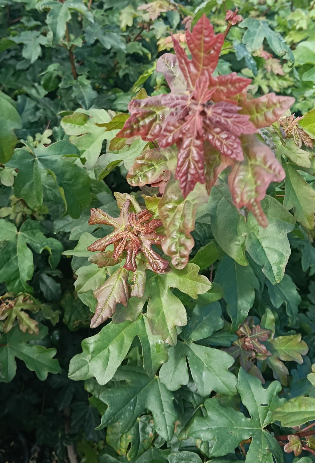 Acer campestre (Field Maple) - Potted