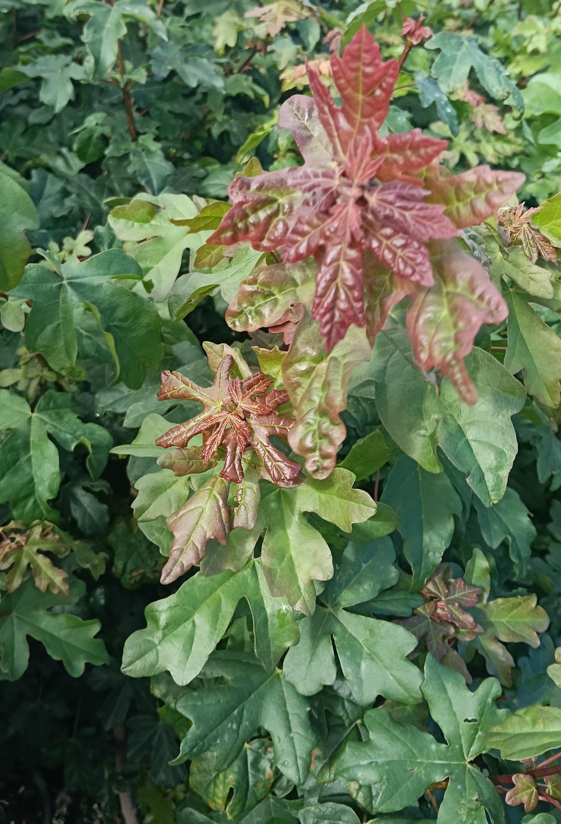 Acer campestre (Field Maple) - Potted