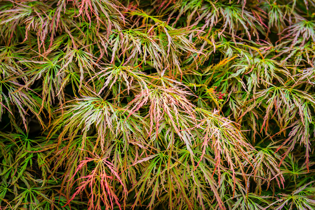 Acer palmatum 'Dissectum'(Japanese Maple) -10L pot