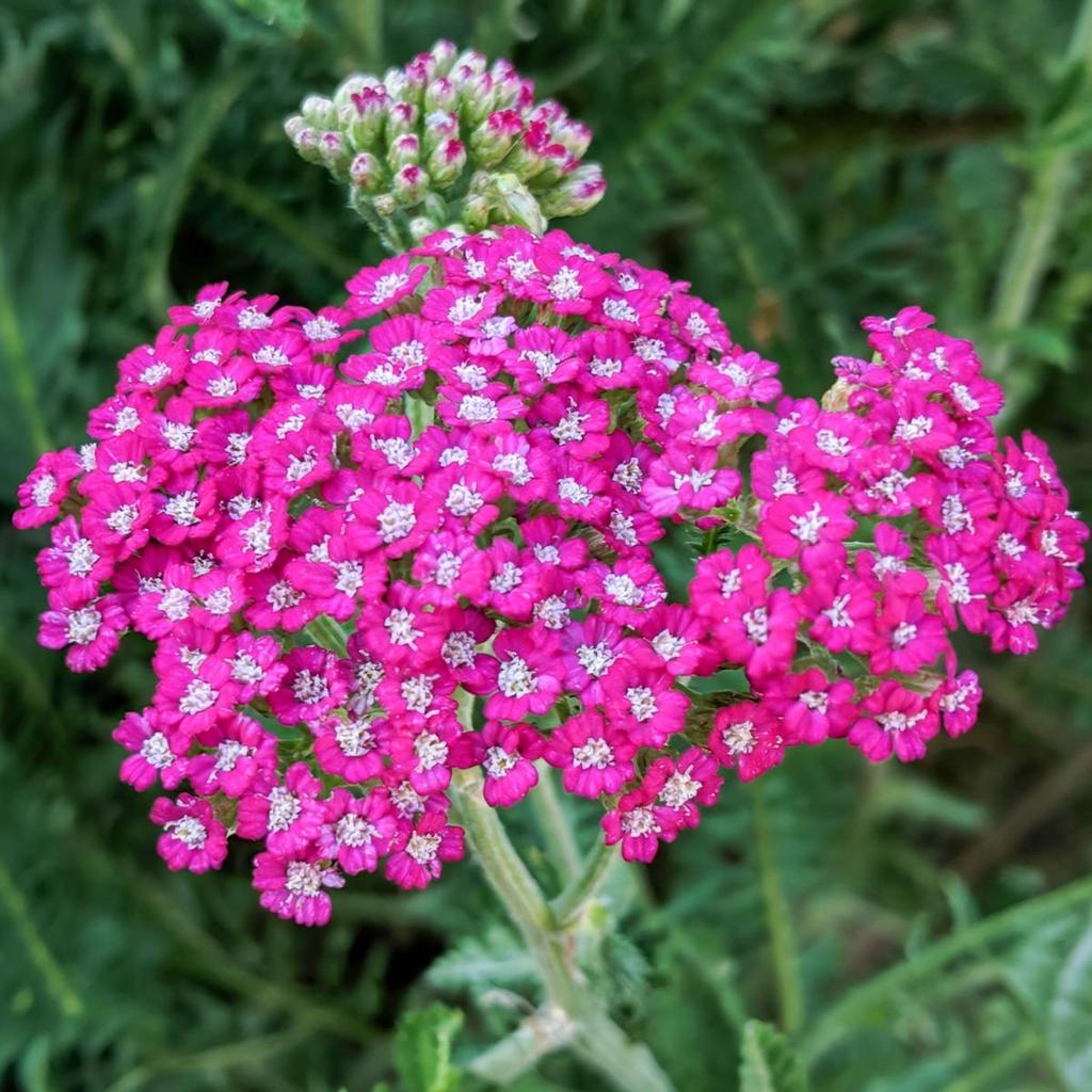 Achillea millefolium 'Cerise Queen' -2L pot